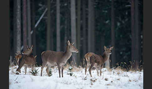 Rotwild (Cervus elaphus)