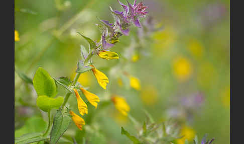 Hain-Wachtelweizen (Melampyrum nemorosum)