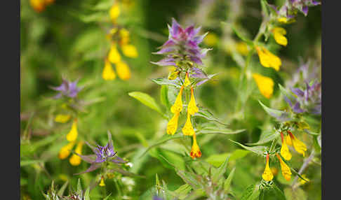 Hain-Wachtelweizen (Melampyrum nemorosum)