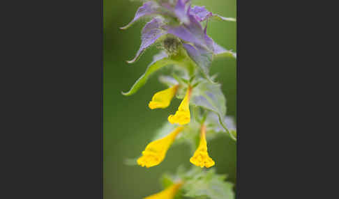 Hain-Wachtelweizen (Melampyrum nemorosum)