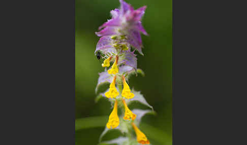 Hain-Wachtelweizen (Melampyrum nemorosum)