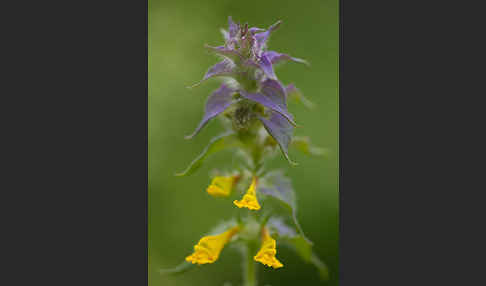 Hain-Wachtelweizen (Melampyrum nemorosum)