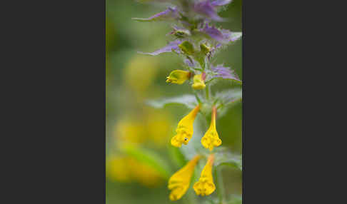 Hain-Wachtelweizen (Melampyrum nemorosum)