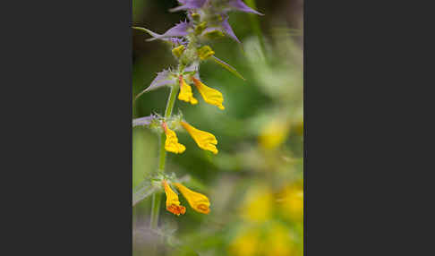 Hain-Wachtelweizen (Melampyrum nemorosum)