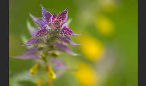 Hain-Wachtelweizen (Melampyrum nemorosum)