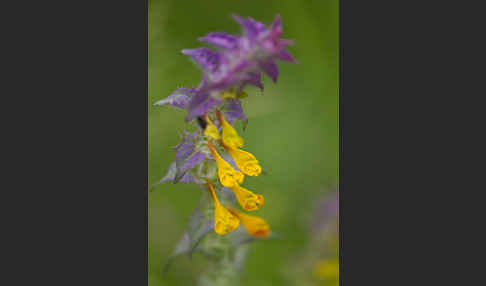 Hain-Wachtelweizen (Melampyrum nemorosum)