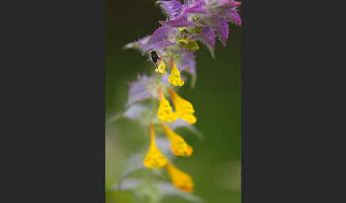 Hain-Wachtelweizen (Melampyrum nemorosum)