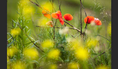 Klatsch-Mohn (Papaver rhoeas)