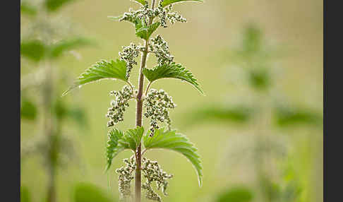 Brennnessel (Urtica spec.)