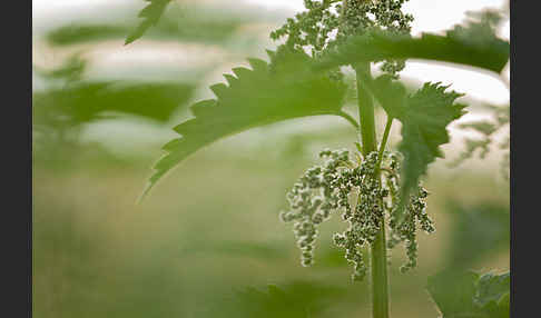 Brennnessel (Urtica spec.)