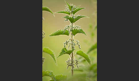 Brennnessel (Urtica spec.)