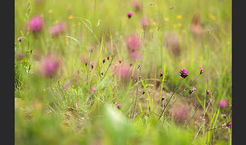 Karthäuser-Nelke (Dianthus carthusianorum)