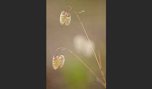 Großes Zittergras (Briza maxima)