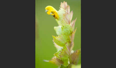 Großer Klappertopf (Rhinanthus angustifolius)