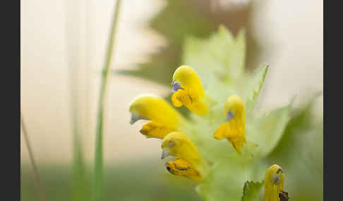 Großer Klappertopf (Rhinanthus angustifolius)