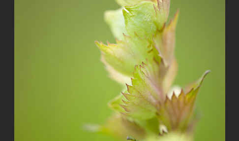 Großer Klappertopf (Rhinanthus angustifolius)