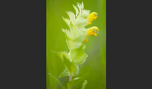 Großer Klappertopf (Rhinanthus angustifolius)