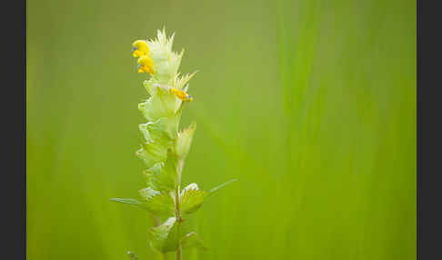 Großer Klappertopf (Rhinanthus angustifolius)