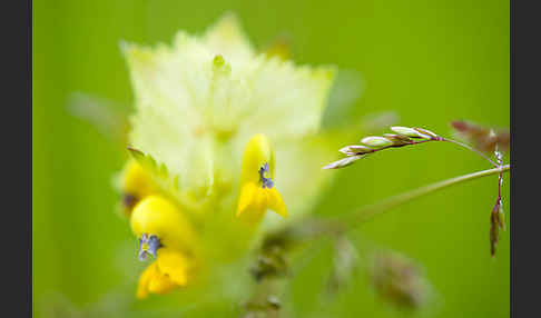 Großer Klappertopf (Rhinanthus angustifolius)