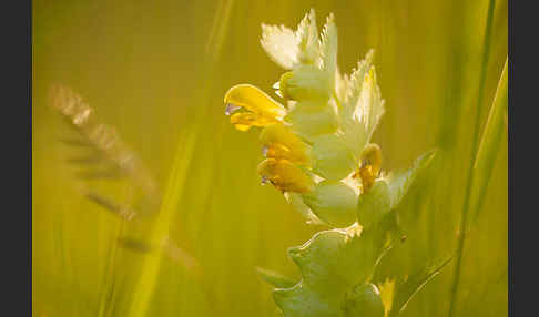 Großer Klappertopf (Rhinanthus angustifolius)