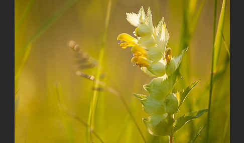 Großer Klappertopf (Rhinanthus angustifolius)