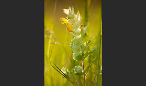 Großer Klappertopf (Rhinanthus angustifolius)