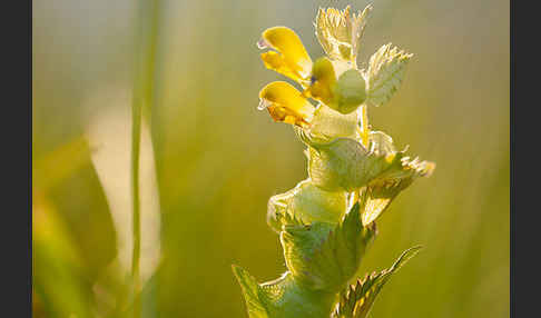 Großer Klappertopf (Rhinanthus angustifolius)