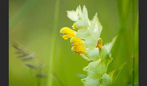 Großer Klappertopf (Rhinanthus angustifolius)