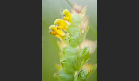 Großer Klappertopf (Rhinanthus angustifolius)