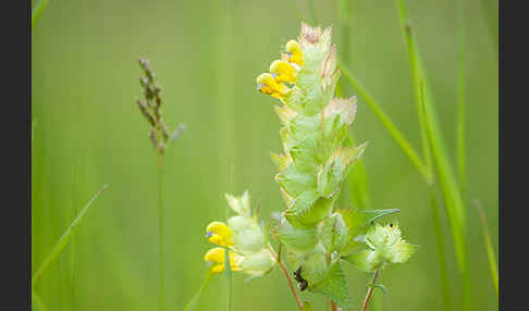 Großer Klappertopf (Rhinanthus angustifolius)