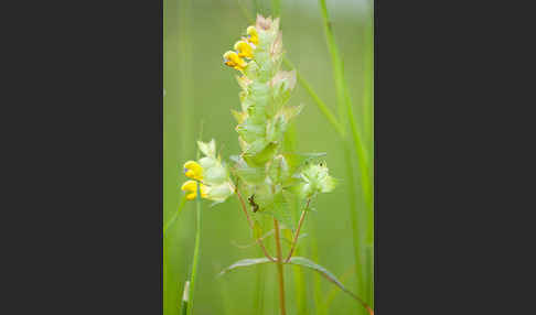 Großer Klappertopf (Rhinanthus angustifolius)