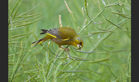 Grünfink (Carduelis chloris)