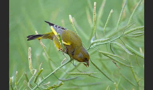 Grünfink (Carduelis chloris)