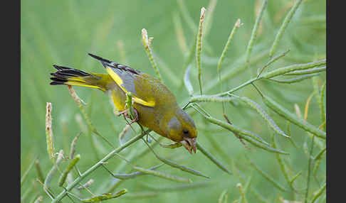 Grünfink (Carduelis chloris)