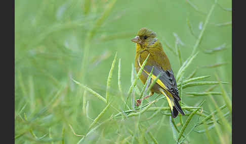 Grünfink (Carduelis chloris)