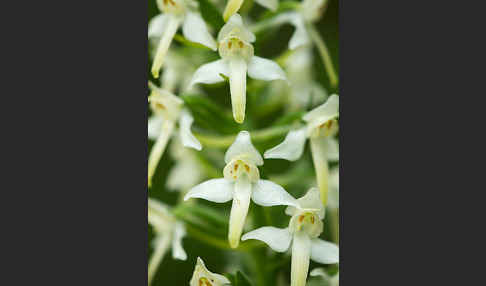 Berg-Waldhyazinthe (Platanthera chlorantha)