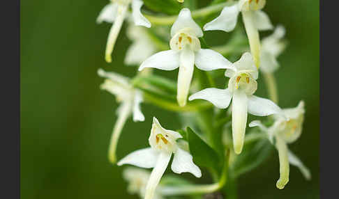 Berg-Waldhyazinthe (Platanthera chlorantha)