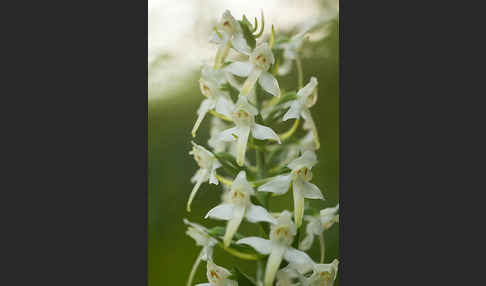 Berg-Waldhyazinthe (Platanthera chlorantha)