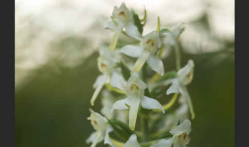 Berg-Waldhyazinthe (Platanthera chlorantha)