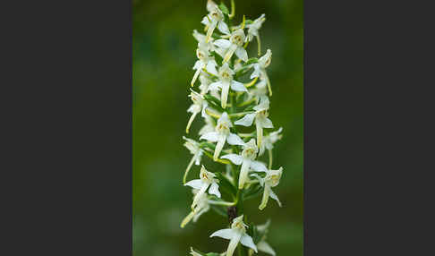 Berg-Waldhyazinthe (Platanthera chlorantha)