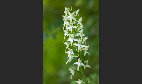 Berg-Waldhyazinthe (Platanthera chlorantha)