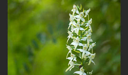 Berg-Waldhyazinthe (Platanthera chlorantha)