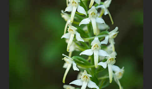 Berg-Waldhyazinthe (Platanthera chlorantha)