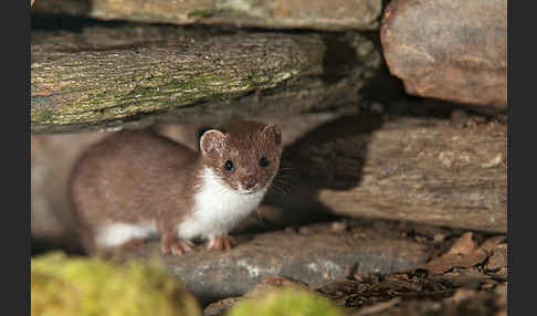 Mauswiesel (Mustela nivalis)