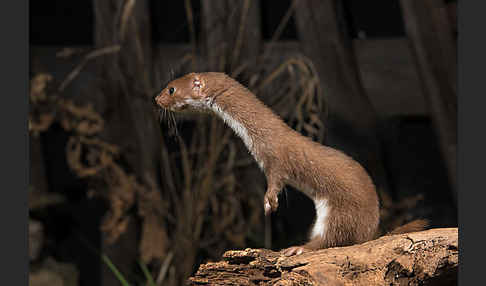 Mauswiesel (Mustela nivalis)