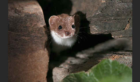 Mauswiesel (Mustela nivalis)