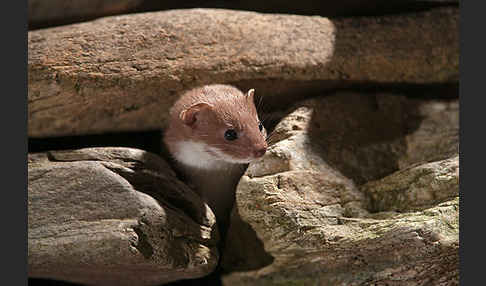 Mauswiesel (Mustela nivalis)