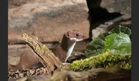 Mauswiesel (Mustela nivalis)