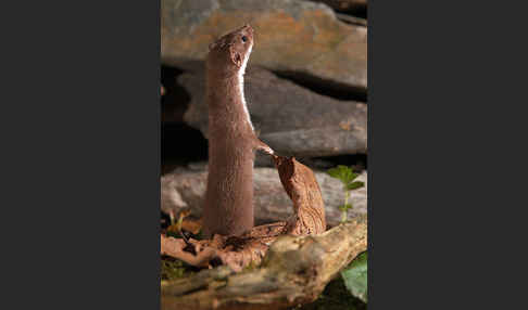 Mauswiesel (Mustela nivalis)