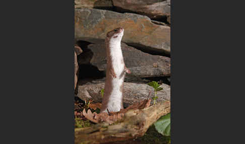 Mauswiesel (Mustela nivalis)